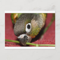 Green Cheek Conure