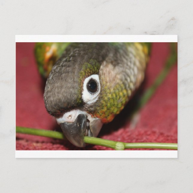 Cartão Postal Green Cheek Conure (Frente)