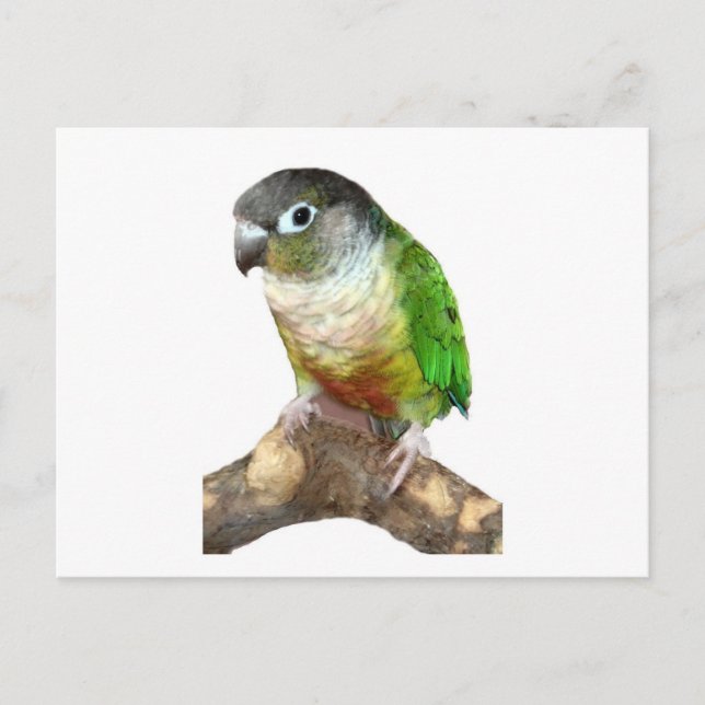 Cartão Postal Green Cheek Conure (Frente)