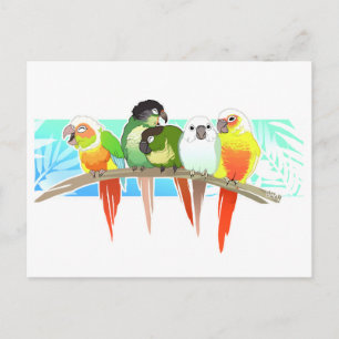 Cartão Postal Green Cheek Conures