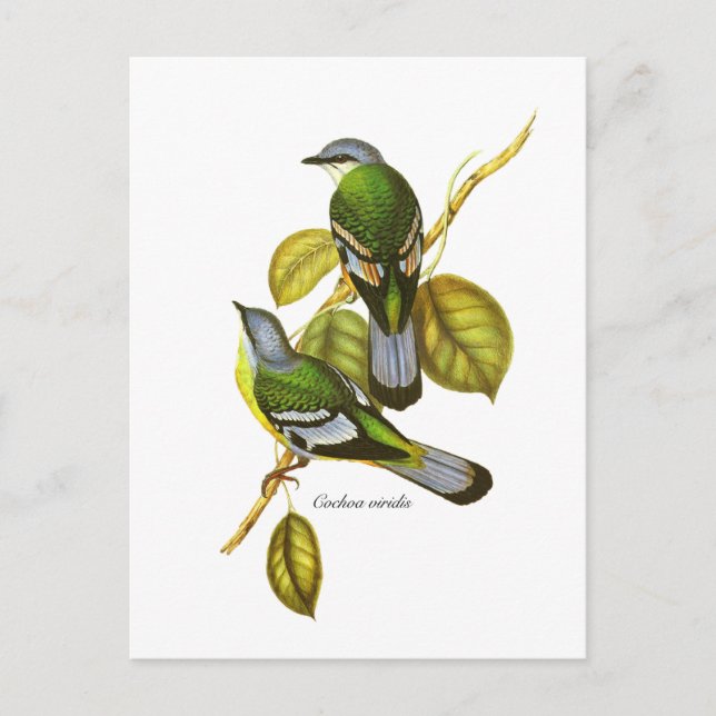 Cartão Postal Green Cochoa (Frente)
