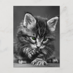 Cartão Postal Green Eyed Kitten