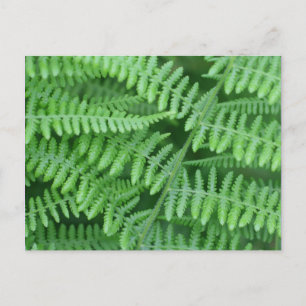 Cartão Postal Green Ferns Nature