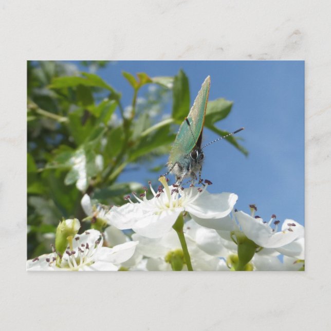 Cartão postal Green Hairstreak Butterfly DIY (Frente)