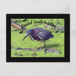 Cartão Postal Green Heron