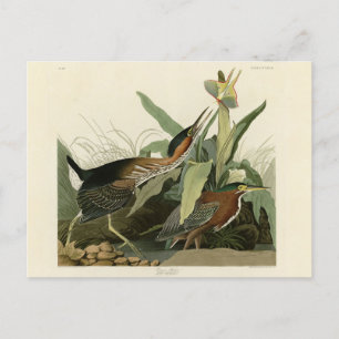 Cartão Postal Green Heron, os Pássaros da América de John James