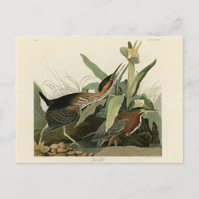 Cartão Postal Green Heron, os Pássaros da América de John James  (Frente)