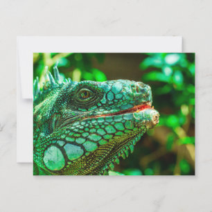 Cartão Postal Green Iguana