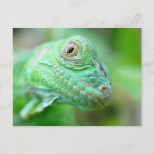 Cartão Postal Green Iguana Lizard Reptile No Leaf Postcard