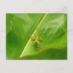 Cartão Postal Green Lizard sobre Folha Verde
