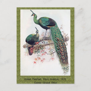 Cartão Postal Green Peafowl, Pavo muticus, monografia de Pha de