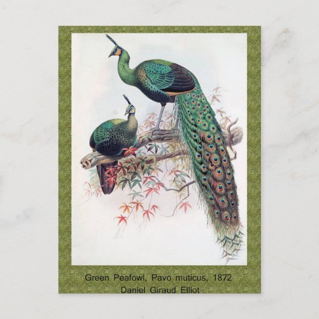 Cartão Postal Green Peafowl, Pavo muticus, monografia de Pha de  (Frente)