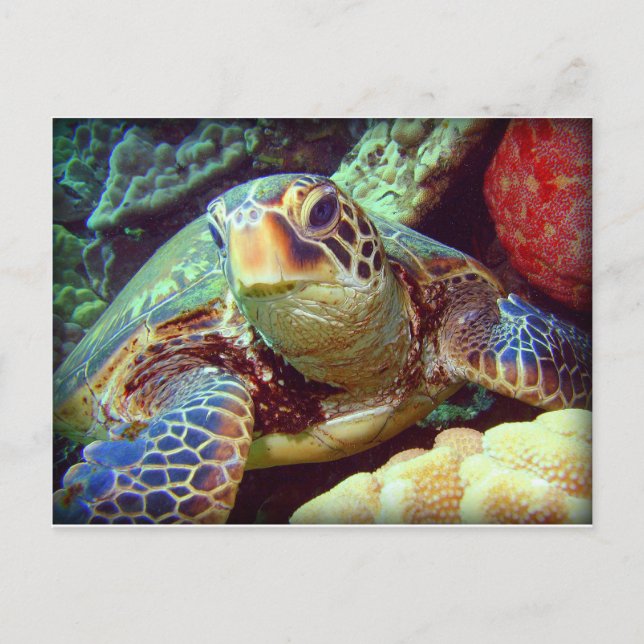 CARTÃO POSTAL GREEN SEA TURTLE HAWAII (Frente)