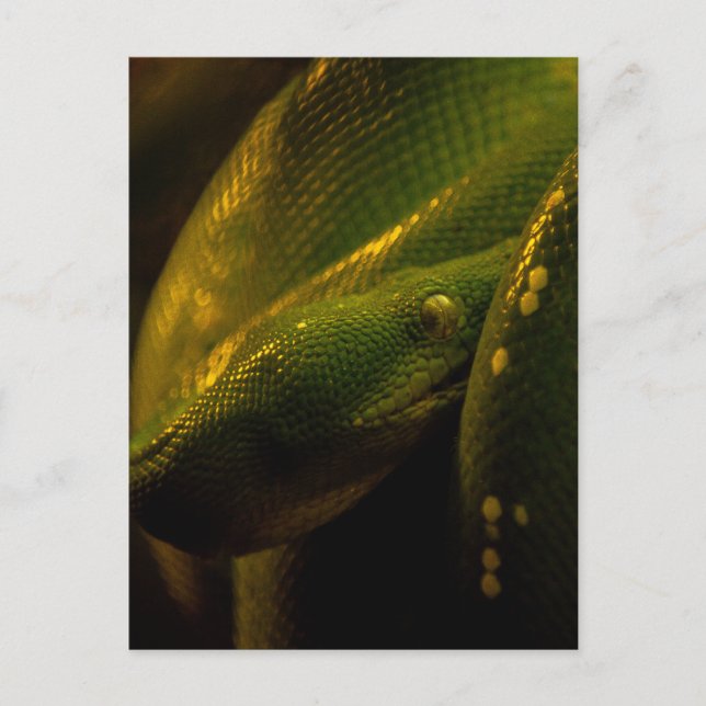 Cartão Postal green tree python eye (Frente)