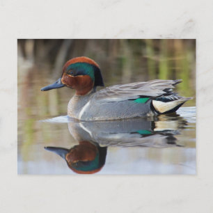 Cartão Postal Green-winged Teal