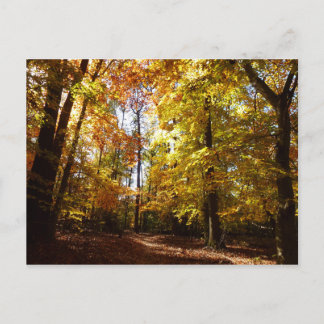 Cartão Postal Greenbelt Park em outono II Cena Natural de Maryla