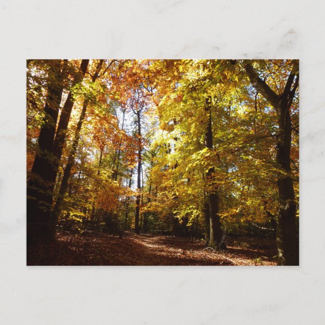 Cartão Postal Greenbelt Park em outono II Cena Natural de Maryla (Frente)