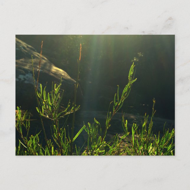 Cartão Postal Greenery (Frente)