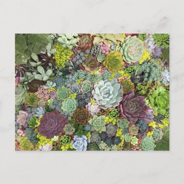 Cartão Postal Greenery Succulents (Frente)