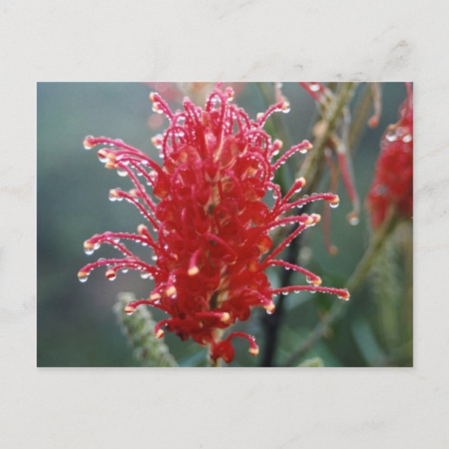 Cartão Postal Grevillea (Frente)