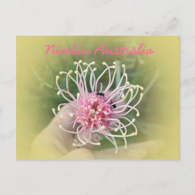 Cartão Postal Grevillia Pink (Frente)