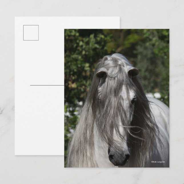 Cartão Postal Grey Andalucian Stallion Headshot Long Mane (Frente/Verso)