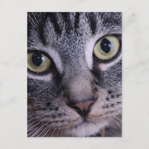 Cartão Postal Grey Kitten Face