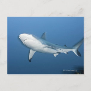 Cartão Postal Grey reef shark (Carcharhinus amblyrhynchos)