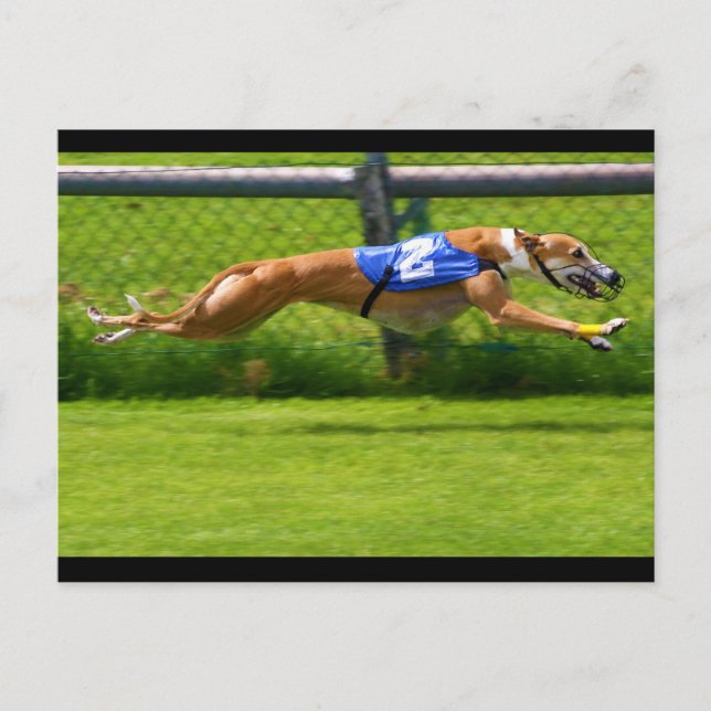 Cartão Postal Greyhound Racing (Frente)