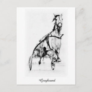 Cartão Postal Greyhound Trotter