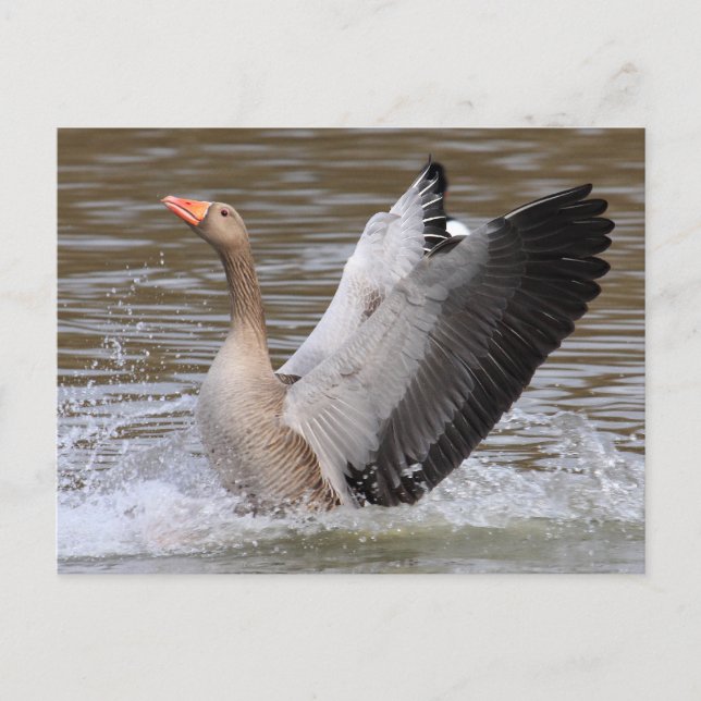 Cartão Postal Greylag Geese (Frente)