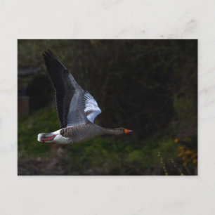 Cartão Postal Greylag Geese