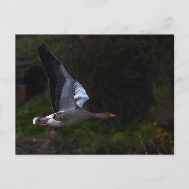 Cartão Postal Greylag Geese (Frente)