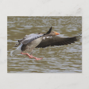 Cartão Postal Greylag Geese