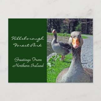Cartão Postal Greylag Geese (Parque Florestal de Hillsbroughs)