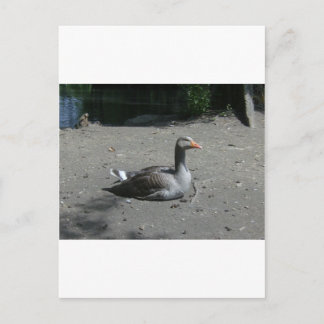 Cartão Postal Greylag Goose