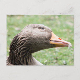 Cartão Postal Greylag Goose