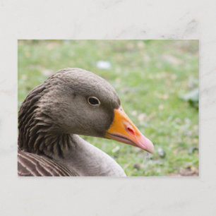 Cartão Postal Greylag Goose