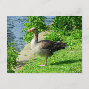 Cartão Postal Greylag Goose