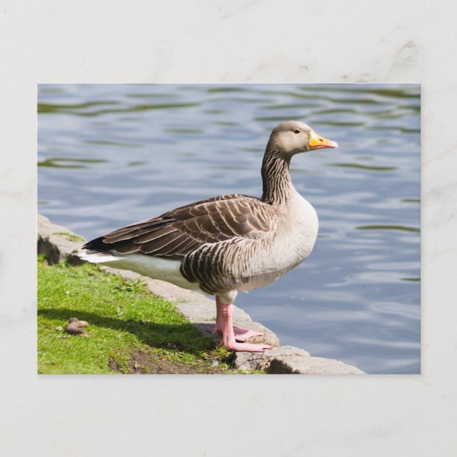 Cartão Postal Greylag Goose (Frente)