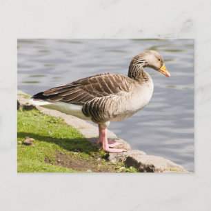 Cartão Postal Greylag Goose