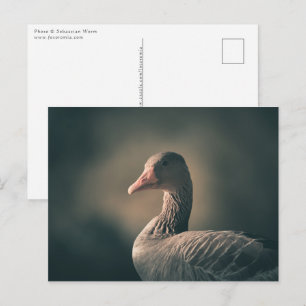 Cartão Postal Greylag Goose Nature Foto