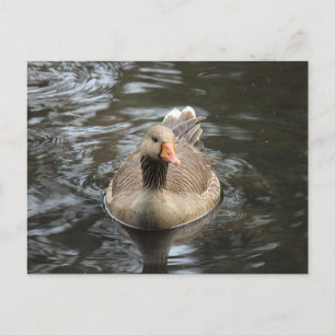 Cartão Postal Greylag Goose. Roath Park Lake, Cardiff, País de G