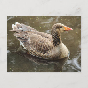 Cartão Postal Greylag Goose. Roath Park Lake, Cardiff, Wales Pos