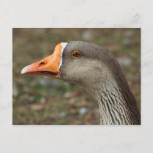 Cartão Postal Greylag Swan Goose Cross