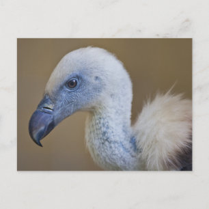 Cartão postal Griff
