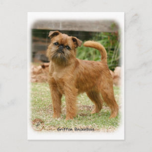 Cartão Postal Griffon Bruxellois 9Y406D- 078