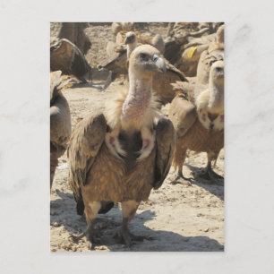 Cartão Postal Griffon Vulture