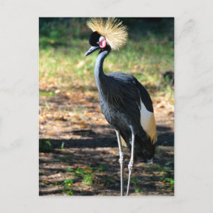 Cartão Postal Grisalho-da-coroa-preta