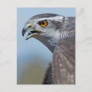 Cartão Postal Grita Goshawk do norte